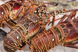 Brazilian Lobster