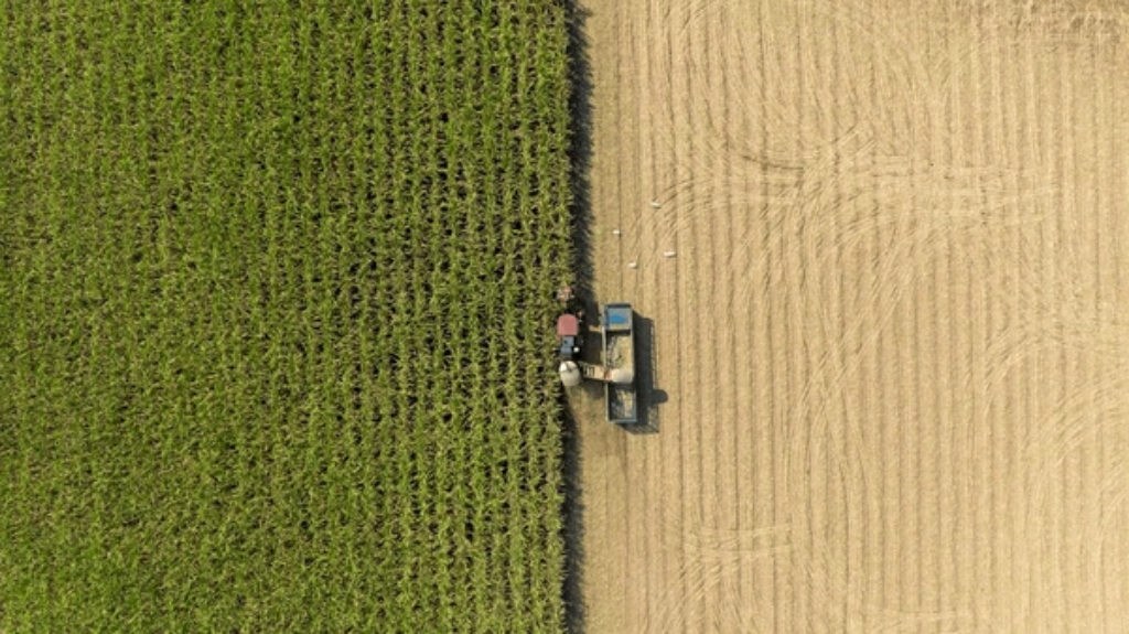 Sugar Cane Fields Brazil